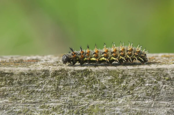 Eine Rote Admiral Raupe Vanessa Atalanta Läuft Schnell Einem Holzzaun — Stockfoto