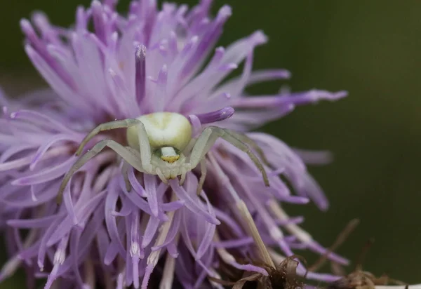 Белый Крабовый Паук Misumena Vatia Сидит Цветке Ожидании Своей Жертвы — стоковое фото