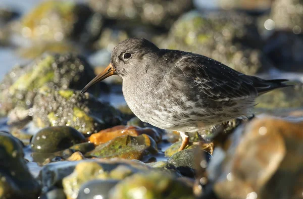 해안을 먹이를 아름다운 보라색 산악인 마리티마 Calidris Maritima — 스톡 사진