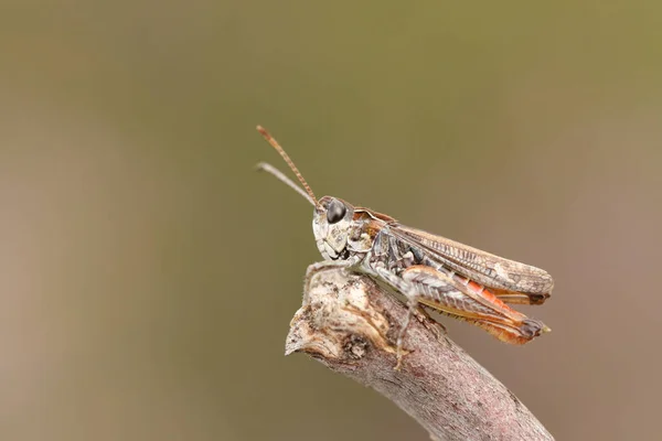 Homem Mottled Grasshopper Myrmeleotettix Maculatus Pousando Galho Terra Saúde — Fotografia de Stock