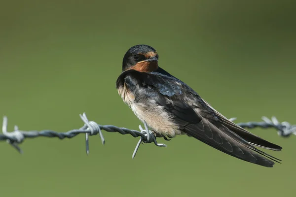 Ένα Εκπληκτικό Swallow Hirundo Rustica Σκαρφαλωμένο Ένα Συρματόπλεγμα — Φωτογραφία Αρχείου