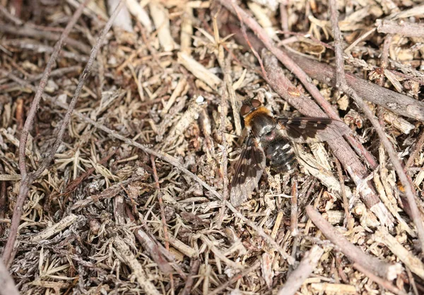 A pretty Mottled Bee-Fly, Thyridanthrax fenestratus, perching on the ground in heath land.