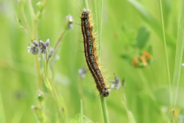 Lackey Moth Caterpillar Malacosoma Neustria Resting Plant Stem Meadow — Stock Photo, Image