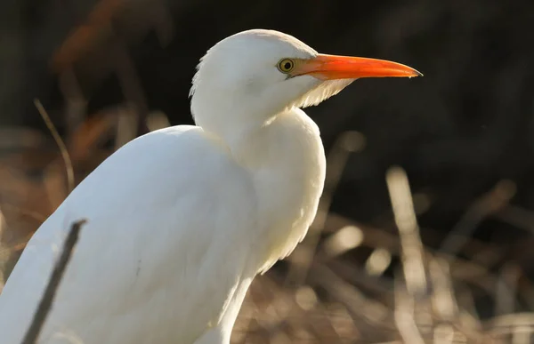 Une Belle Aigrette Des Bovins Bubulcus Ibis Recherche Nourriture Dans — Photo