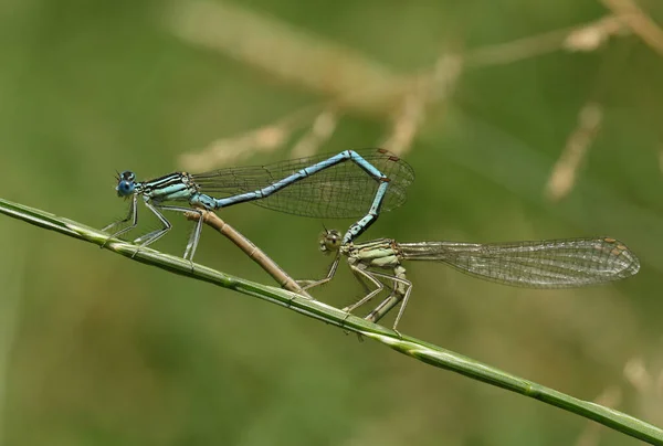 Paio Graziose Damigelle Dalle Gambe Bianche Pennini Platycnemis Appollaiate Gambo — Foto Stock