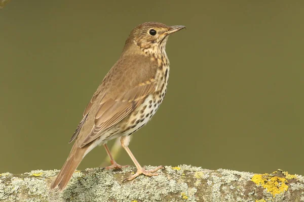 Egy Gyönyörű Song Thrush Turdus Philomelos Ült Egy Zuzmóval Borított — Stock Fotó