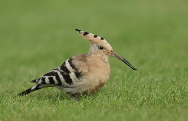 Egy Csodálatos Hoopoe Upupa Epops Táplálkozás Egy Mezőn Egyesült Királyságban — Stock Fotó