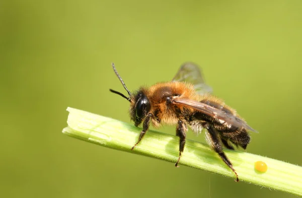 Eine Biene Auf Einer Pflanze Frühling Großbritannien — Stockfoto