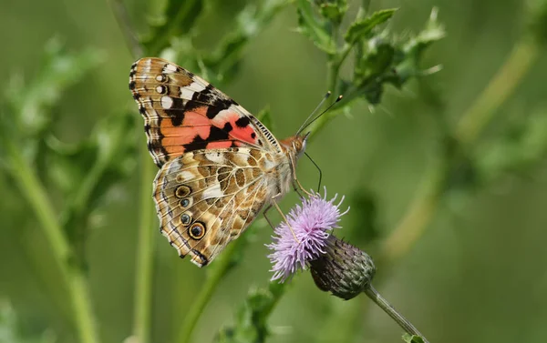 Side View Stunning Painted Lady Butterfly Vanessa Cardui Nectaring Thistle — Stock Photo, Image