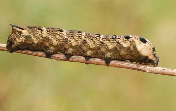 Elephant Hawk Moth Caterpillar Deilephila Elpenor Stem — Stock Photo, Image