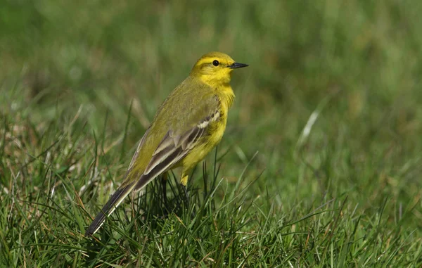 Eine Atemberaubende Bachstelze Motacilla Flava Sitzt Gras — Stockfoto