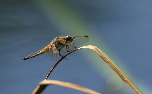 Чотиримісний Chaser Dragonfly Libellula Fourimaculata Сідає Тростину Краю Озера — стокове фото