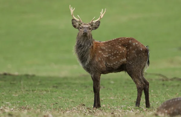 Een Prachtig Hert Manchurian Sika Deer Cervus Nippon Mantchuricus Staande — Stockfoto