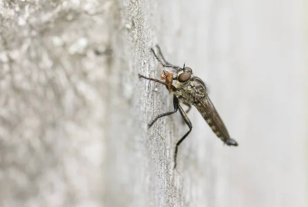 Voleur Perché Sur Une Clôture Bois Nourrissant Proie Une Punaise — Photo