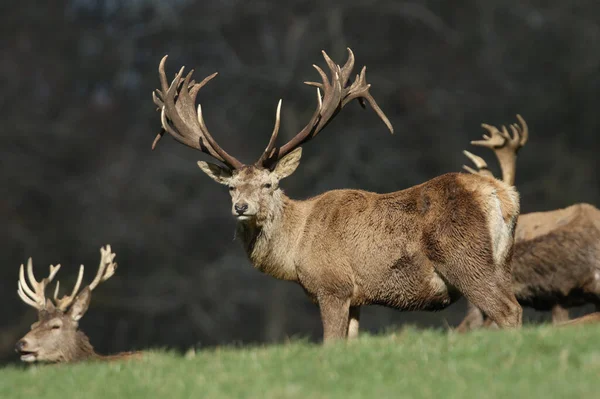 Prachtige Red Deer Stags Cervus Elaphus Staand Grazend Rustend Een — Stockfoto