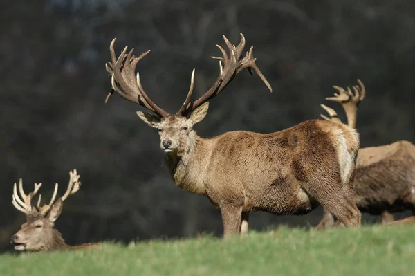 Magníficos Veados Vermelhos Stags Cervus Elaphus Pastando Descansando Campo — Fotografia de Stock