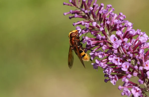Avispón Grande Imita Hoverfly Volucella Zonaria Nectaring Una Flor Buddleia —  Fotos de Stock