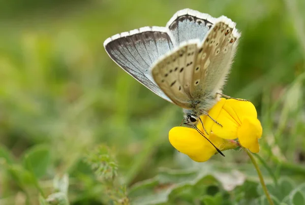 かなりチョークの丘青い蝶 一夫多妻制のコリドン 鳥の足の爪の野生の花の花粉を食べる — ストック写真