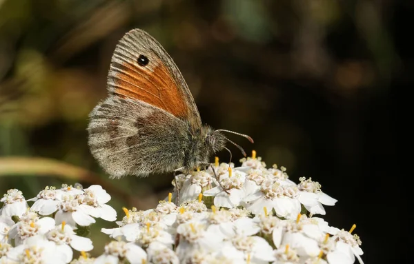 Büyüleyici Bir Küçük Heath Kelebeği Coenonympha Pamphilus Beyaz Bir Çiçeğe — Stok fotoğraf