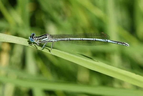 Macho Recém Surgido Pernas Brancas Damselfly Platycnemis Pennipes Poleiro Grama — Fotografia de Stock