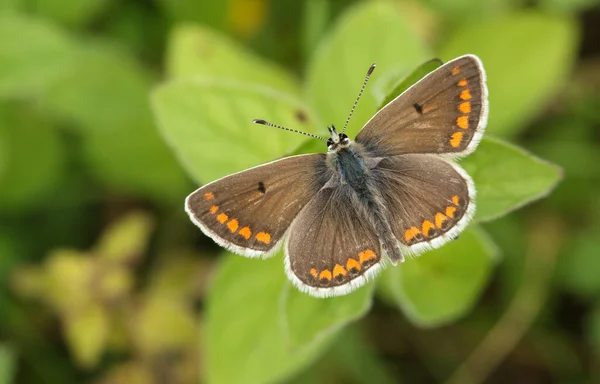 Beau Papillon Argus Brun Aricia Agestis Perché Sur Une Plante — Photo