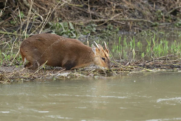 Олень Muntjac Deer Muntiacus Reevesi Стоящий Реке Питающийся Новыми Зелеными — стоковое фото