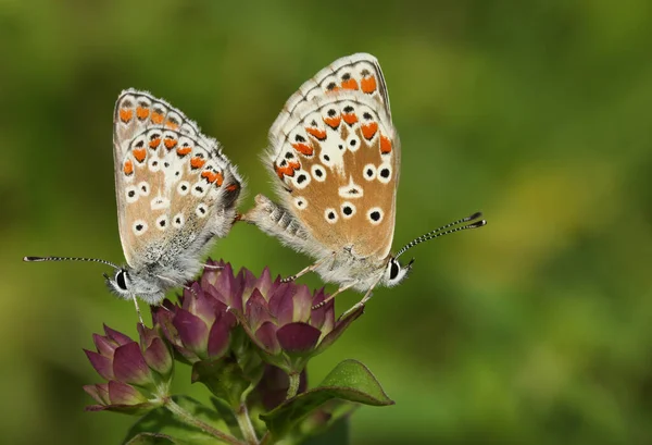 Hermoso Par Marrones Apareamiento Argus Butterfly Aricia Agestis Encaramado Una — Foto de Stock