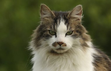 Orkney, İskoçya 'da güzel pofuduk bir kedinin (Felis catus) vesikalığı.
