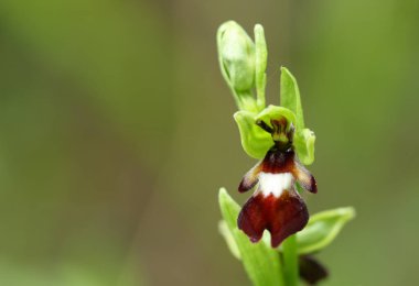 İngiltere 'de bir çayırda yetişen çok güzel bir vahşi sinek orkidesi, Ophrys insectifera.