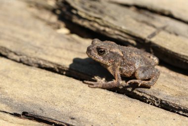 Şirin, küçük bir bebek. Ortak bir kurbağa, Bufo bufo. Ormanın kenarında yiyecek arıyor..
