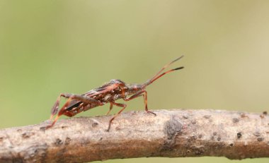 Güzel bir Batı Kozalaklı Kozalaklı Tohum Böceği (Leptoglossus occidentalis) bir dal üzerinde sergilenen Coreidae.