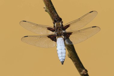 Bir dala tünemiş çarpıcı erkek Chaser Dragonfly (Libellula depressa).