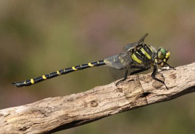 Altın halkalı güzel bir Dragonfly, Cordulegaster Boltonii, bir dal üzerinde tünemekte. 