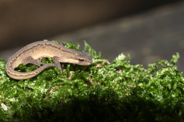 Pürüzsüz Newt olarak da bilinen (Lissotriton vulgaris) yosunlarda avlanan.
