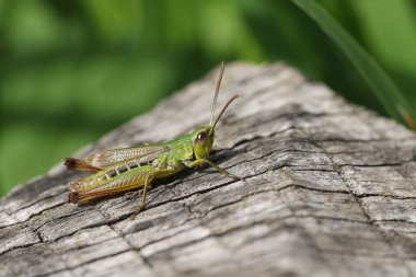 Bir çayırlık Çekirge (Chorthippus paralelelus) bir kütüğe tünemektedir.