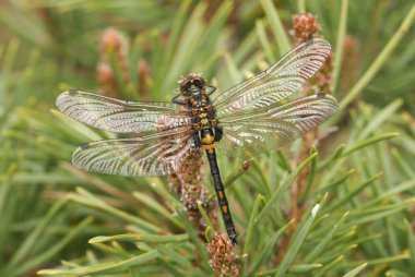 Yeni ortaya çıkan beyaz yüzlü Darter Dragonfly (Leucorrhinia dubia) bir İskoç çam ağacına tünemişti..