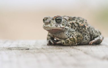 Vahşi bir Natterjack kurbağası (Bufo Epidalea calamita). İngiltere 'de çok nadir bulunan bir amfibi türü..