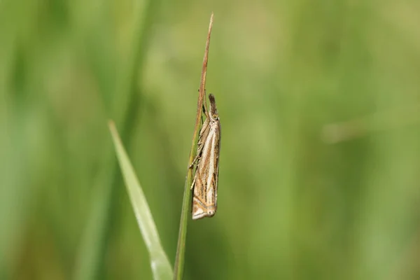 Pretty Grass Veneer Moth Perching Blade Grass Meadow — Stock Photo, Image