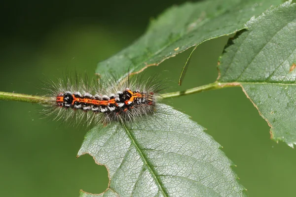 Pretty Yellow Tail Moth Caterpillar Euproctis Similis Feeding Leaves Dog — Stock Photo, Image