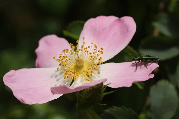 Besouro Coxa Inchada Oedemera Nobilis Pousando Pétala Uma Flor Selvagem — Fotografia de Stock