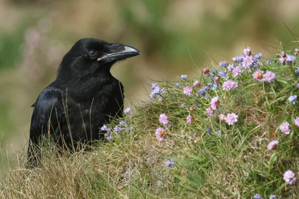 Genç Bir Kuzgun Corvus Corax Yaban Çiçekleriyle Çevrili Bir Uçurumun — Stok fotoğraf