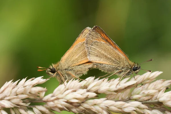 Çiftleşen Bir Çift Küçük Kelebek Timeliküs Sylvestris Çayırdaki Çim Tohumu — Stok fotoğraf