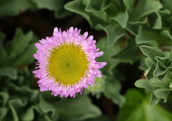 Una Bonita Flor Erigeron Creciendo Jardín Reino Unido —  Fotos de Stock