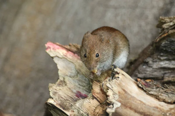 Cute Wild Bank Vole Myodes Glareolus Eating Nut Sitting Log — Stock Photo, Image