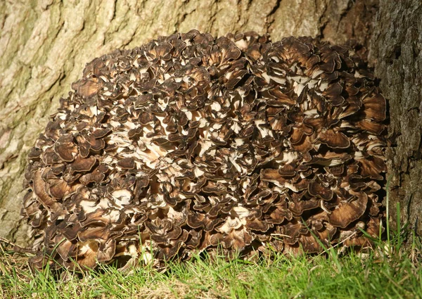 Hönan Skogssvamp Grifola Frondosa Växer Vid Basen Stor Träd Den — Stockfoto