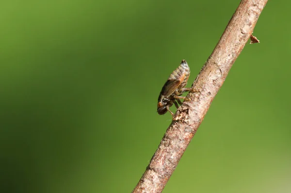 Şirin bir Froghopper veya bir dal üzerinde yürüyen tükürük böceği.