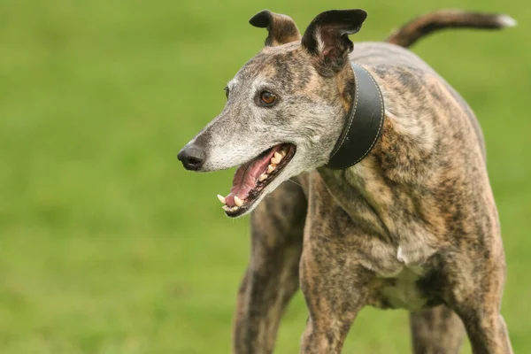 Muhteşem Bir Brindle Renginde Greyhound Köpek Lupus Familiaris Bir Tarlada — Stok fotoğraf