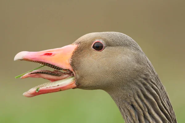 Fejlövés Egy Sziszegő Greylag Goose Ról Anser Anser Nyílt Csőrrel — Stock Fotó