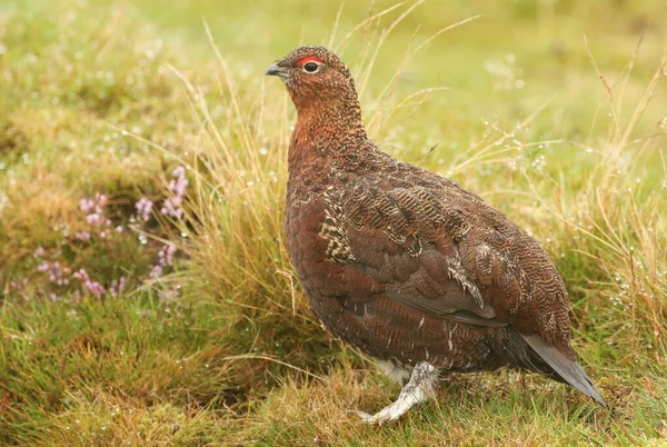 Deslumbrante Red Grouse Vermelho Lagopus Lagopus Grama Nos Pântanos Dia — Fotografia de Stock