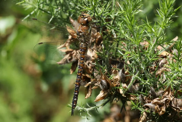 Migrant Hawker Dragonfly Aeshna Mixta Perched Gorse Bush — Stock Photo, Image